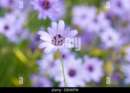 Cupid's dart (Catananche caerulea), blooming Banque D'Images