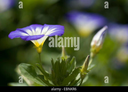 Convolvulus Nain Nain, Morning Glory (Convolvulus tricolor), fleurs Banque D'Images