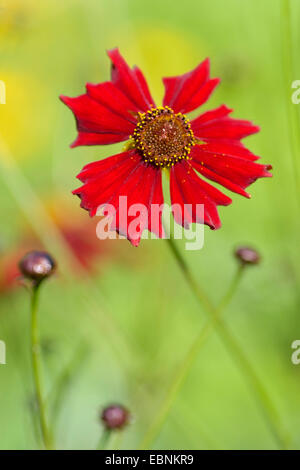 Plains coreopsis, Dyer, le Coreopsis Coreopsis tinctoria (tickseed or 'acajou', le Coreopsis tinctoria Mahogany, acajou cultivar) Banque D'Images