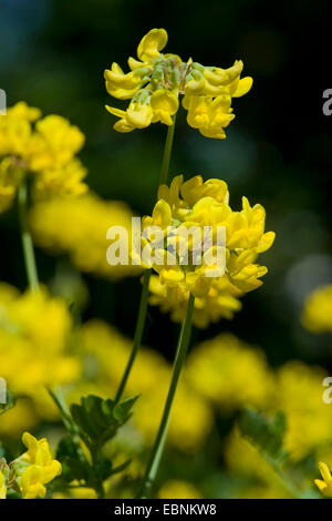 Coronilla coronata (Coronilla coronata), la floraison, l'Allemagne, BG Gi Banque D'Images