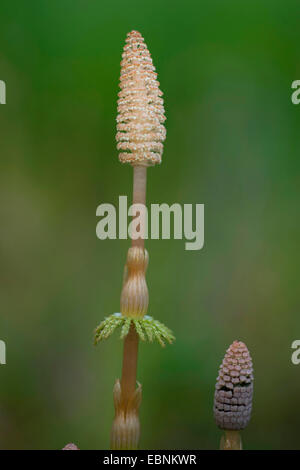 Sylvan prêle, prêle des bois bois, prêle (Equisetum sylvaticum), cônes, Allemagne Banque D'Images