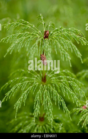 Sylvan prêle, prêle des bois bois, prêle (Equisetum sylvaticum), Sprout, Allemagne Banque D'Images