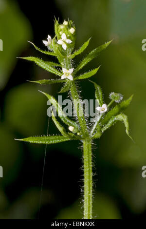Gaillet, éleusine, Catchweed le gaillet (Galium aparine), blooming, Allemagne Banque D'Images