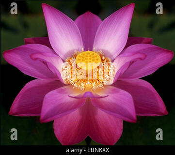 East Indian lotus (Nelumbo nucifera), la floraison, la Thaïlande Banque D'Images