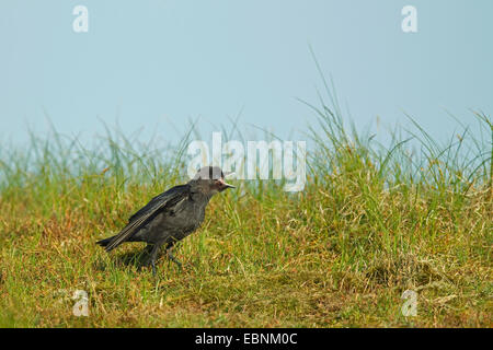 Choucas (Corvus monedula), squeaker mendier de la nourriture dans un pré, Allemagne Banque D'Images