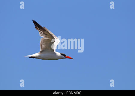 La sterne caspienne (Sterna caspia, Hydroprogne caspia), oiseaux, USA, Floride Banque D'Images