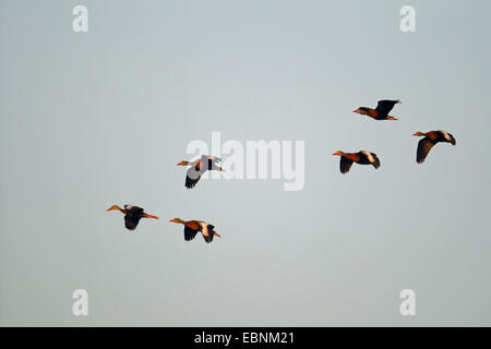 À bec rouge (Dendrocygna autumnalis), flying flock, USA, Floride Banque D'Images