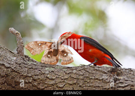 Tangara écarlate (Piranga olivacea), l'homme est assis dans un arbre se nourrissent d'un grand papillon, USA, Floride Banque D'Images