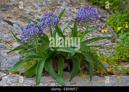 Scilla Scilla peruviana (péruvienne), la floraison, Gibraltar Banque D'Images