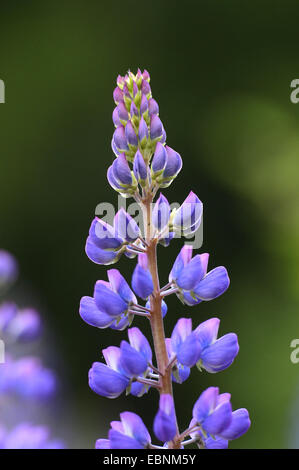 L'lupin, beaucoup de lupin à feuilles, jardin lupin (Lupinus polyphyllus), blooming, Allemagne Banque D'Images