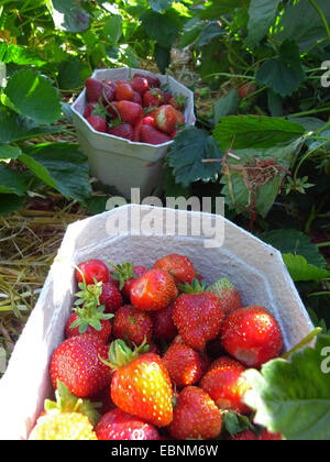 Fraise, fraise jardin hybride (Fragaria x ananassa, Fragaria ananassa), des petits bols avec des fraises fraîchement cueillies dans un champ permanent Banque D'Images