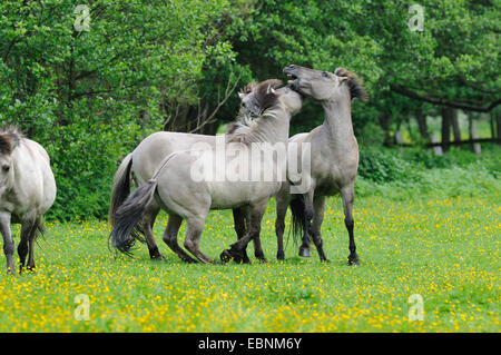 Tarpan (Equus ferus gmelini, Equus gmelini), retour de la tentative d'élevage de chevaux sauvages disparues sous-espèces par le croisement des différentes races de chevaux. Luttes de classement mares, Allemagne Banque D'Images