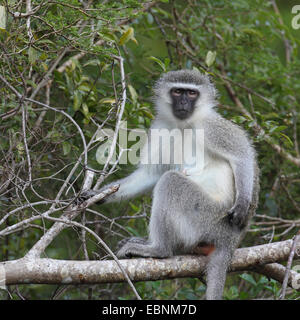 Singe Grivet, savane singe, singe, singe vert (Cercopithecus aethiops), femme assise sur une brindille, Afrique du Sud, Kruger National Park Banque D'Images