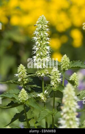 L'hysope géante, feuille d'ortie hysope Agastache urticifolia (géant), blooming Banque D'Images