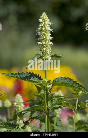 L'hysope géante, feuille d'ortie hysope Agastache urticifolia (géant), blooming Banque D'Images