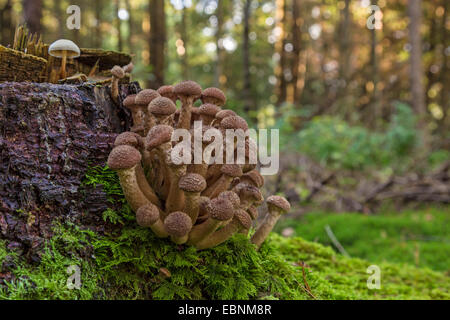 Miel foncé, Miel champignon Armillaria ostoyae (champignons, Armillariella polymyces solidipes, Armillaria), des organes de fructification sur un arbre moussu snag, Germany Banque D'Images