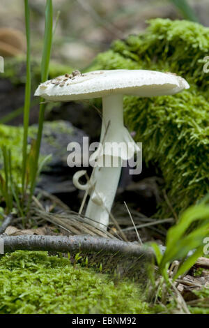 Faux deathcap (Amanita citrina, Amanita mappa), organe de fructification à même le sol forestier Banque D'Images