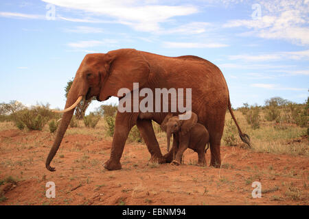 L'éléphant africain (Loxodonta africana), femme avec bébé éléphant, le Kenya, l'Est de Tsavo National Park Banque D'Images