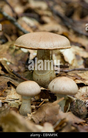 Stocking (Cortinarius torvus Webcap), trois organes de fructification sur le sol forestier, Allemagne Banque D'Images