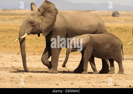 L'éléphant africain (Loxodonta africana), femme avec bébé, Kenya, Amboseli National Park Banque D'Images