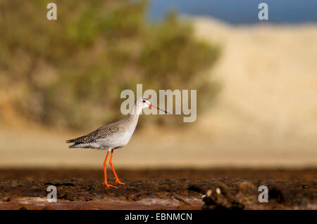 Chevalier gambette (Tringa totanus), sur le rivage, Baléares, Majorque, Salobrar n Campos Banque D'Images