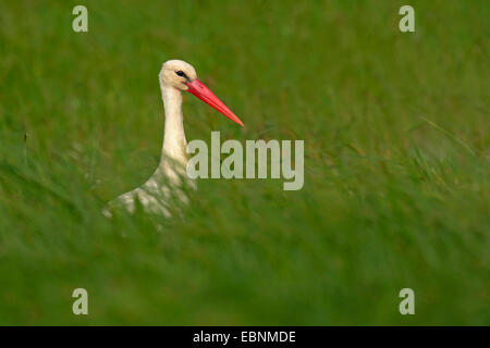 Cigogne Blanche (Ciconia ciconia), dans une grande prairie, l'Autriche, Burgenland, le parc national de Neusiedler See Banque D'Images