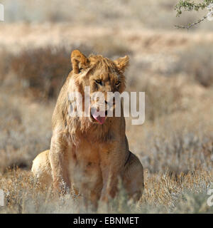 Lion (Panthera leo), le jeune homme est assis et bâillements, Afrique du Sud, Kgalagadi Transfrontier National Park Banque D'Images