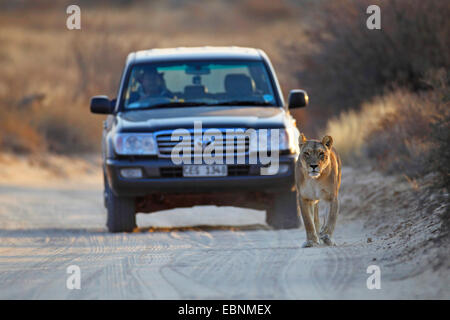 Lion (Panthera leo), femme marche sur un chemin de sable devant une voiture, Afrique du Sud, Kgalagadi Transfrontier National Park Banque D'Images