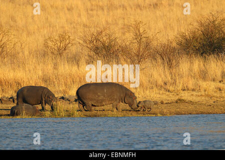 Hippopotame, hippopotame, hippopotame commun (Hippopotamus amphibius), femelle avec un petit jeune au Lakeshore, Afrique du Sud, le Parc National de Pilanesberg Banque D'Images