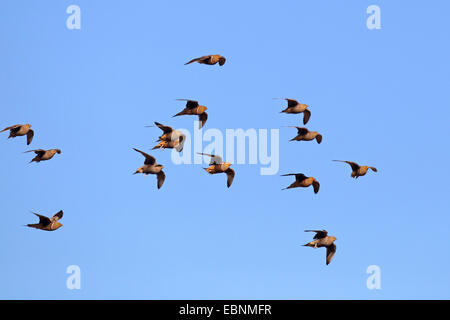 Ganga namaqua (namaqua Pterocles), flock s'envole pour l'Afrique du Sud, un étang, Kgalagadi Transfrontier National Park Banque D'Images