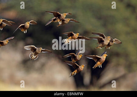 Ganga namaqua (namaqua Pterocles), flock touche vers le bas à un point d'Afrique du Sud, Kgalagadi Transfrontier National Park Banque D'Images