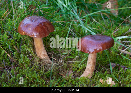 Bay Bolet (Boletus badius, Xerocomus badius), deux organes de fructification en mousse sur la couverture morte, Allemagne Banque D'Images