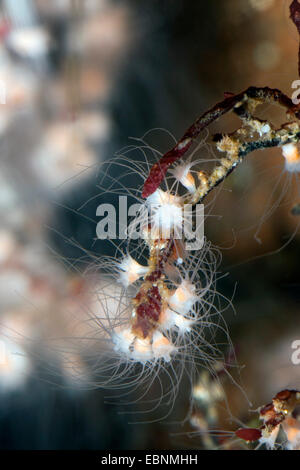 Moon jelly, méduse commune (Aurelia aurita), stade scyphistome polype ; Banque D'Images