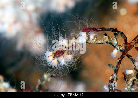 Moon jelly, méduse commune (Aurelia aurita), stade polype Banque D'Images