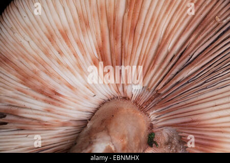 Le blush (Amanita rubescens), flocons caractéristique lavés par la pluie, Allemagne Banque D'Images