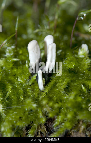 Candlesnuff Xylaria hypoxylon (champignon), des organes de fructification j moss, Allemagne Banque D'Images