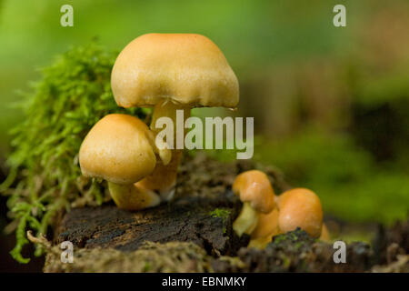 Touffe Hypholoma fasciculare (soufre), des organes de fructification sur le tree snag, Allemagne Banque D'Images