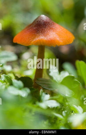 Witch's hat, cire conique conique, pac pac visqueux (Hygrocybe conica, Hygrocybe nigrescens), à même le sol forestier, Allemagne Banque D'Images