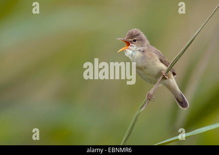 Marsh warbler (Acrocephalus palustris), appelant à une lame, l'Autriche, Burgenland, le parc national de Neusiedler See Banque D'Images