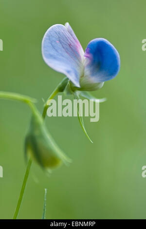 Peavine herbe, la gesse-vesce, Sweetpea bleu, bleu, la gesse gesse Pois (Lathyrus sativus), blooming Banque D'Images