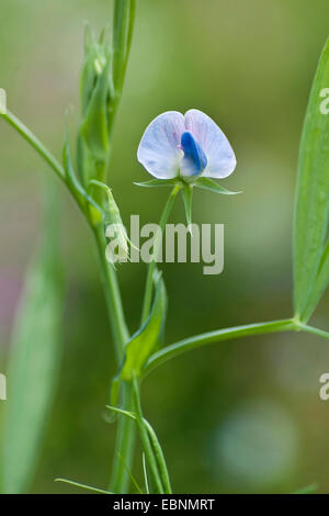 Peavine herbe, la gesse-vesce, Sweetpea bleu, bleu, la gesse gesse Pois (Lathyrus sativus), blooming Banque D'Images