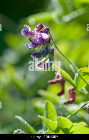 Pois noir (Lathyrus niger), inflorescence en rétro-éclairage, Allemagne Banque D'Images