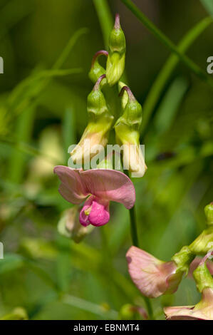 Télévision, peavine pois éternelle à feuilles étroites (Lathyrus sylvestris), l'inflorescence, Allemagne Banque D'Images