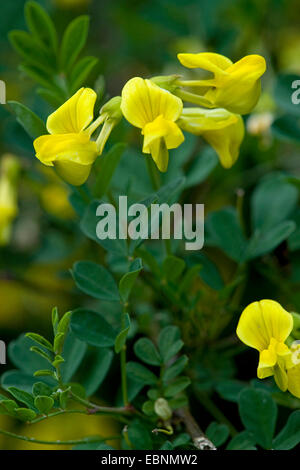 Senna (Hippocrepis emerus Scorpion), Direction générale de la floraison, Allemagne Banque D'Images