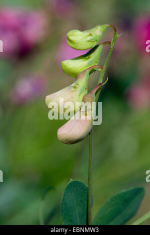 Terre-écrou peavine, gesse tubéreuse, pois tubéreux (Lathyrus tuberosus), inflorescence en bouton, Allemagne Banque D'Images