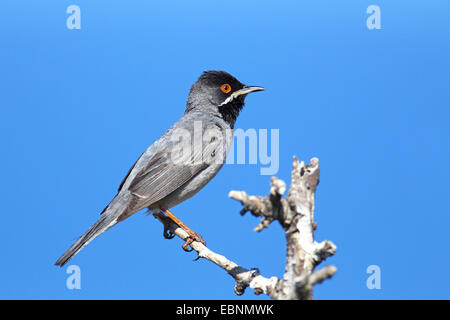 Ruppell's Warbler (Sylvia rueppelli), l'homme est assis sur un buisson, Grèce, Lesbos Banque D'Images