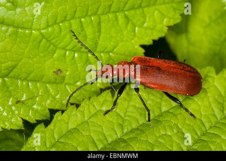 Le Cardinal Beetle, coléoptères, Cardinal cardinal à tête rouge (Pyrochroa serraticornis beetle), sur une feuille, Allemagne Banque D'Images