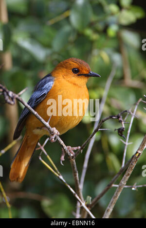 Red-capped robin chat (Cossypha natalensis), assis sur une branche, Afrique du Sud, Sainte-Lucie Banque D'Images