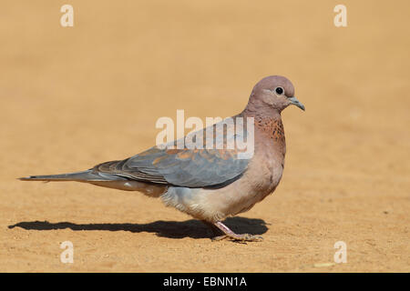 Laughing dove (Streptopelia senegalensis), debout sur le terrain, Afrique du Sud, le Parc National de Pilanesberg Banque D'Images