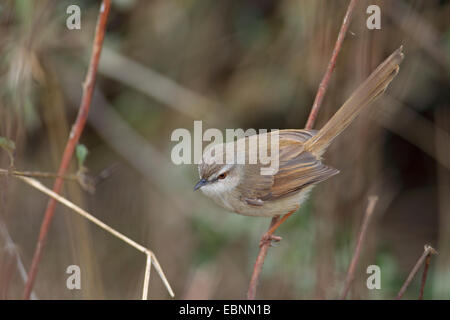 Tawny-flanquée Prinia subflava prinia (), assis dans un buisson, Afrique du Sud, Kruger National Park Banque D'Images